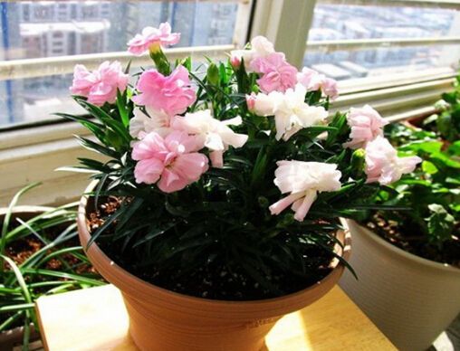 ����ܰ������ֳ������ע������ ����ܰ������ô���Ų��ᱻ����