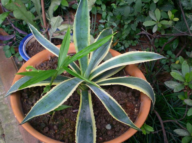 ����������ֳ������ע������ ��������ô�������Żὡ׳