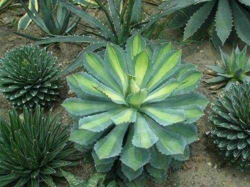 ����������ֳ������ע������ ��������ô�������Żὡ׳