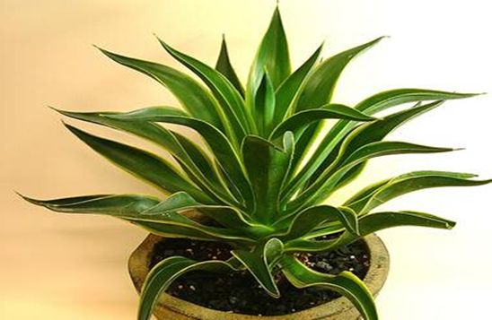 ����������ֳ������ע������ ��������ô�������Żὡ׳