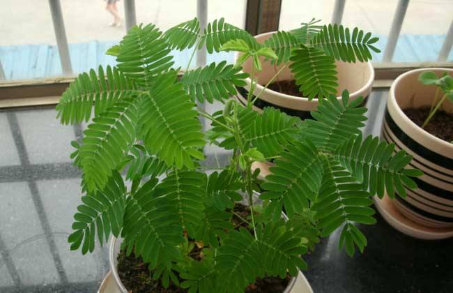 ���߲ݵ���ֳ������ע������ ���߲ݶ�����ô���Ų�����