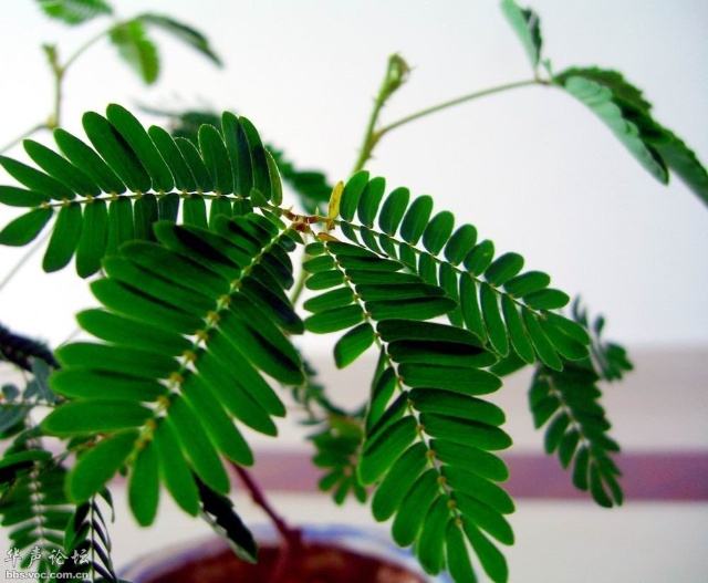 ���߲ݵ���ֳ������ע������ ���߲ݶ�����ô���Ų�����