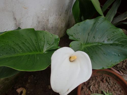 ���󻨻��Ｐ������ʲô ���󻨻������������Ĵ�˵