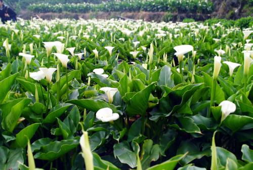 ���󻨻��Ｐ������ʲô ���󻨻������������Ĵ�˵