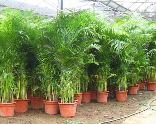 ɢβ����������ô���Ż᳤�� ������ɢβ����ֳ������ע������