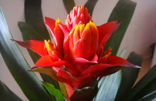 凤梨花有毒吗可以放在卧室吗 怀孕了可以养凤梨花吗有什么作用