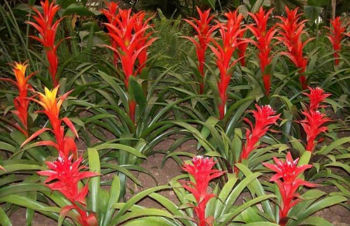 凤梨花有毒吗可以放在卧室吗 怀孕了可以养凤梨花吗有什么作用