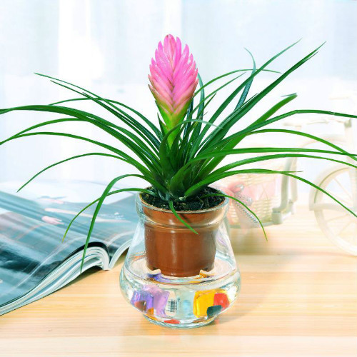 凤梨花有毒吗可以放在卧室吗 怀孕了可以养凤梨花吗有什么作用