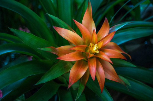 凤梨花有毒吗可以放在卧室吗 怀孕了可以养凤梨花吗有什么作用