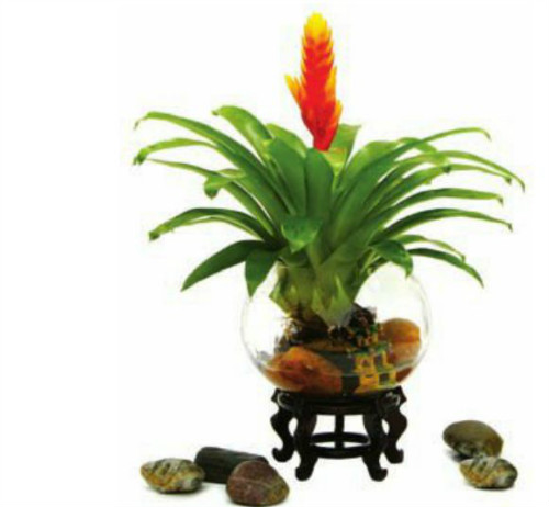 凤梨花有毒吗可以放在卧室吗 怀孕了可以养凤梨花吗有什么作用