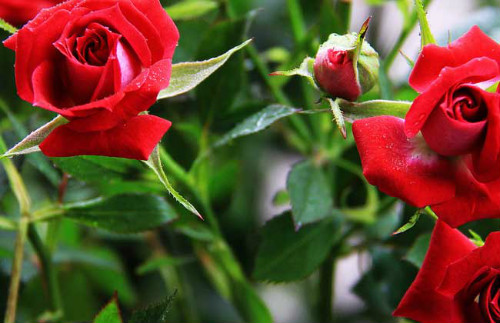 Ǿޱ��������ô��ֲ���׷�ѿ Ǿޱ���Ӵ�ѿ��������