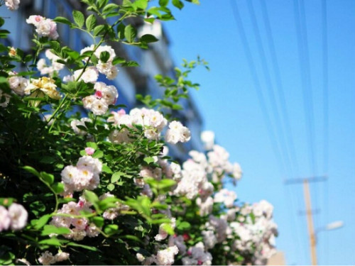 Ǿޱ��������ô��ֲ���׷�ѿ Ǿޱ���Ӵ�ѿ��������