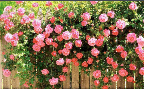 Ǿޱ��������ô��ֲ���׷�ѿ Ǿޱ���Ӵ�ѿ��������