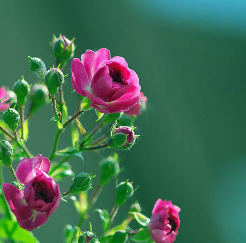 Ǿޱ��������ô��ֲ���׷�ѿ Ǿޱ���Ӵ�ѿ��������