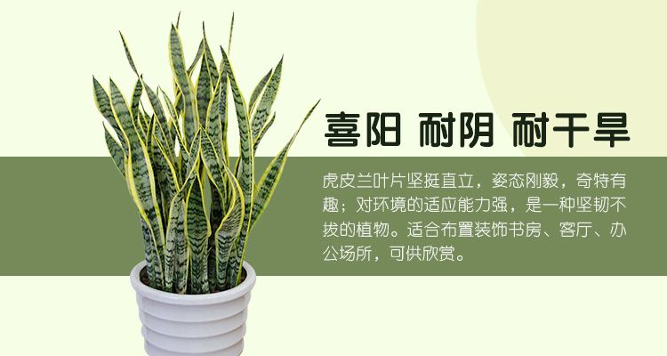 虎皮兰怎么养爆盆快?让虎皮兰快速爆盆的养殖技巧和长高秘诀