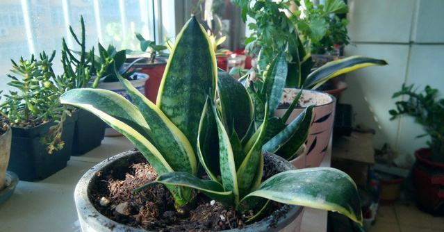 虎皮兰怎么养爆盆快?让虎皮兰快速爆盆的养殖技巧和长高秘诀