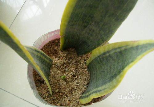 ��Ƥ����ô������죿�û�Ƥ�����ٱ������ֳ���ɺͳ����ؾ�