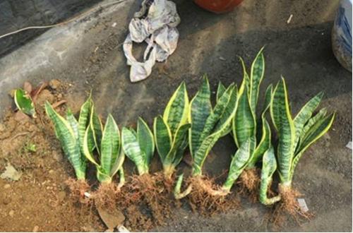 虎皮兰怎么养爆盆快?让虎皮兰快速爆盆的养殖技巧和长高秘诀