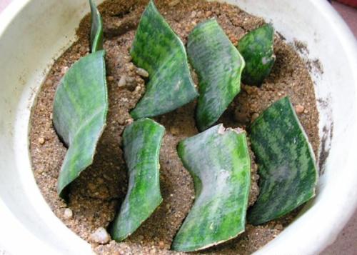 虎皮兰可以叶插吗什么时节叶插好 虎皮兰叶插繁殖方法图解