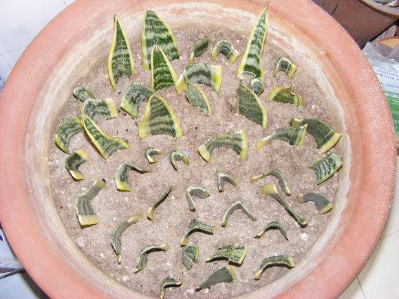 ��Ƥ������Ҷ����ʲôʱ��Ҷ��� ��Ƥ��Ҷ�己ֳ����ͼ��