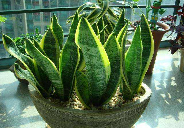 ��Ƥ������Ҷ����ʲôʱ��Ҷ��� ��Ƥ��Ҷ�己ֳ����ͼ��