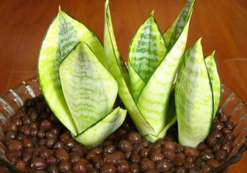 ��Ƥ������Ҷ����ʲôʱ��Ҷ��� ��Ƥ��Ҷ�己ֳ����ͼ��