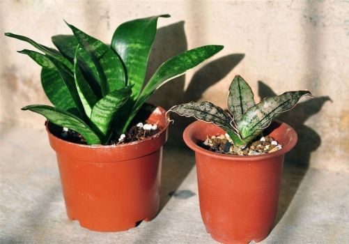 虎皮兰开花有毒吗适合放在卧室吗 家庭养殖虎皮兰好处可真不少