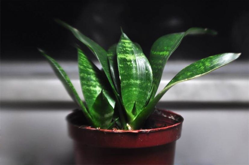 ��Ƥ�������ж����ʺϷ��������� ��ͥ��ֳ��Ƥ���ô����治��