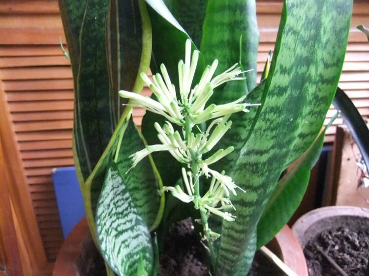 虎皮兰开花有毒吗适合放在卧室吗 家庭养殖虎皮兰好处可真不少