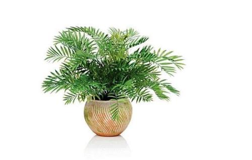 ɢβ����ô�޼������޼��������� ɢβ����ô�޼��ܳ���ͼ