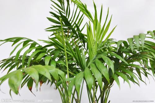 ɢβ��������������ô���� ɢβ���������������������