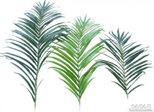 ɢβ����ô������Ҫʲô���� ɢβ���������������һ��û��