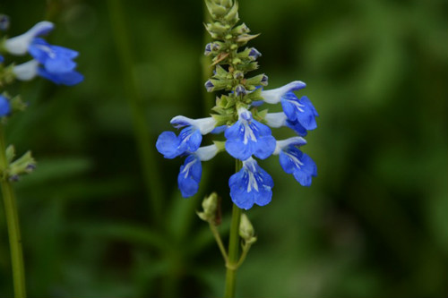 天蓝鼠尾草有什么功效与作用 鼠尾草籽为什么被禁止
