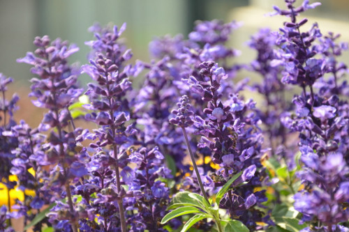 天蓝鼠尾草有什么功效与作用 鼠尾草籽为什么被禁止