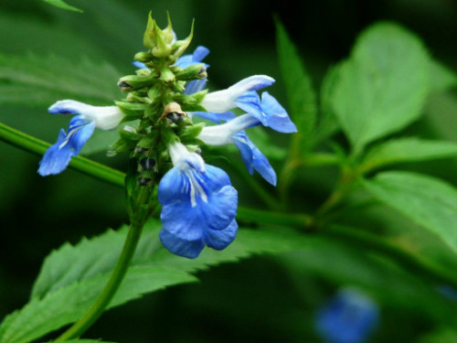 天蓝鼠尾草有什么功效与作用 鼠尾草籽为什么被禁止