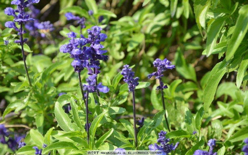 天蓝鼠尾草有什么功效与作用 鼠尾草籽为什么被禁止