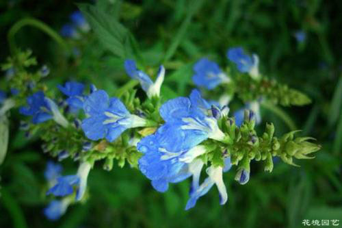 天蓝鼠尾草有什么功效与作用 鼠尾草籽为什么被禁止