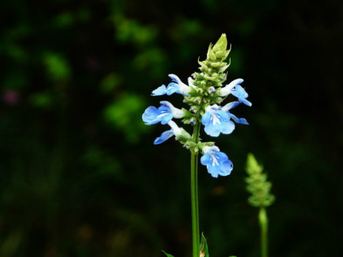 ������β����ô�����ú� ������β�ݵ���ֳ������ע������