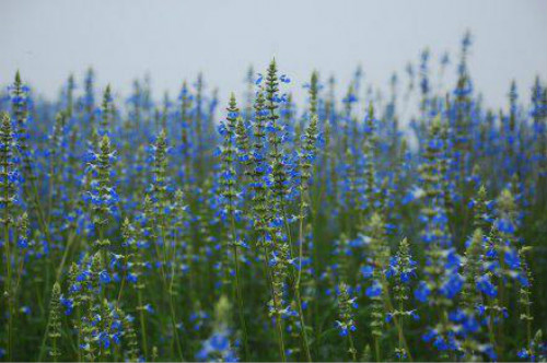 ������β����ô�����ú� ������β�ݵ���ֳ������ע������