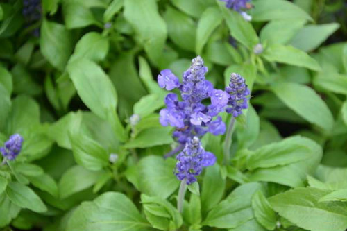 ������β����ô�����ú� ������β�ݵ���ֳ������ע������