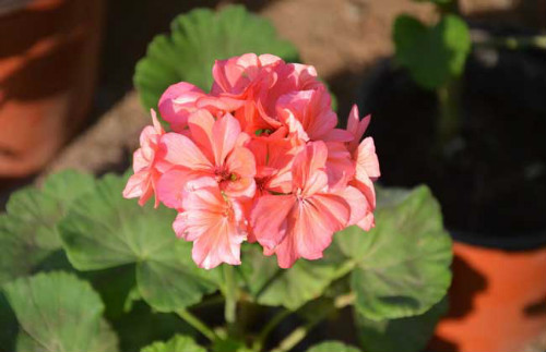 天竺葵的功效与作用有哪些 天竺葵可以直接吃吗食用方法