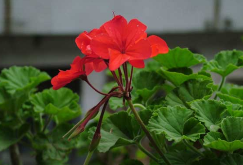 天竺葵的功效与作用有哪些 天竺葵可以直接吃吗食用方法