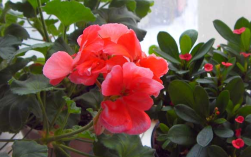 天竺葵的功效与作用有哪些 天竺葵可以直接吃吗食用方法