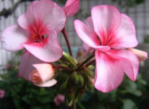 天竺葵的功效与作用有哪些 天竺葵可以直接吃吗食用方法