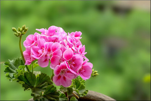 天竺葵的功效与作用有哪些 天竺葵可以直接吃吗食用方法