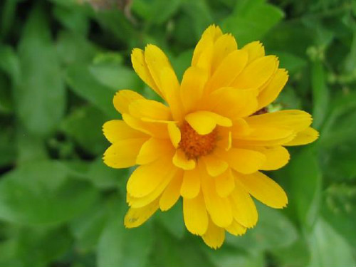 金盏菊泡水喝禁忌有哪些 女生经期可以喝金盏菊花茶吗