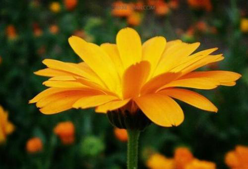 金盏菊泡水喝禁忌有哪些 女生经期可以喝金盏菊花茶吗