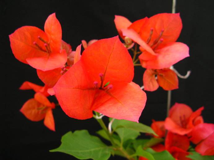 三角梅的栽培方法和注意事项 三角梅冬季这样过冬才不会死