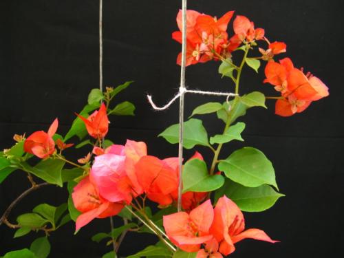 ����÷�����෽����ע������ ����÷�������������Ų�����