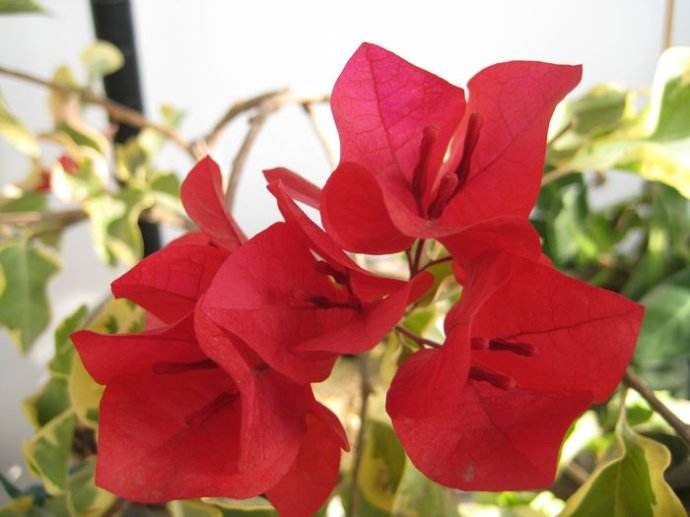 ����÷�ж���ɷ������𣿲�����ֲ����÷���˼���ˮ�ڷŽ���